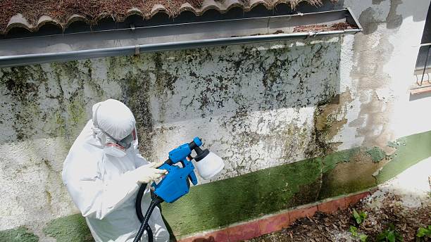 Top rated local Mold Testing specialists in Acworth, GA